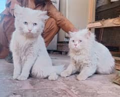 Persian White Cats(Sky blue eyes)