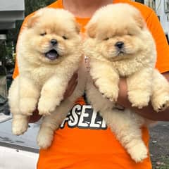 Chow chow puppies for sale