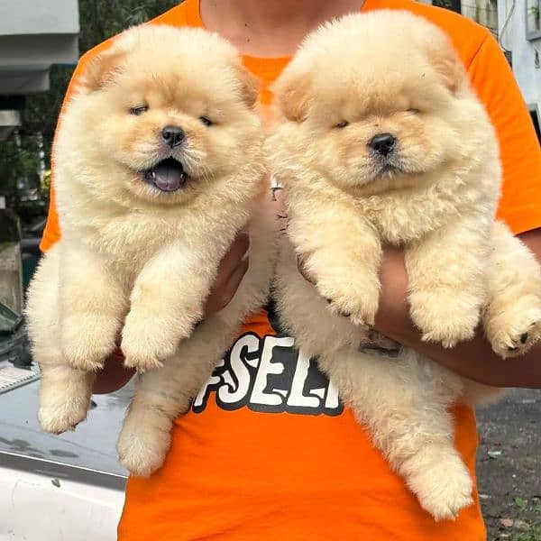 Chow chow puppies for sale 0