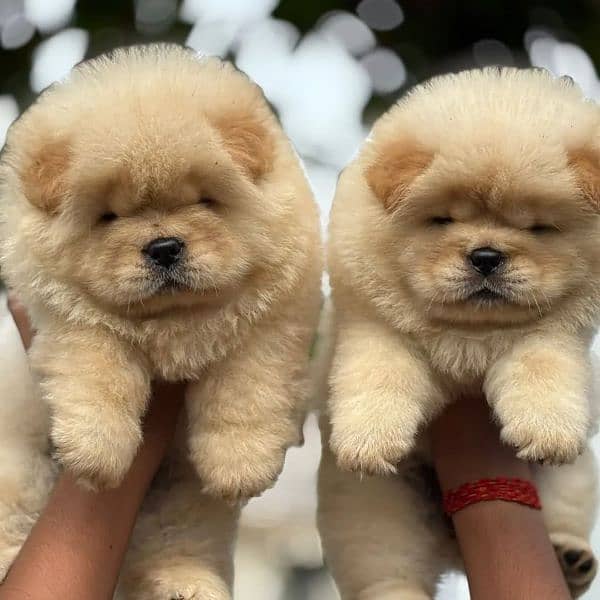 Chow chow puppies for sale 1