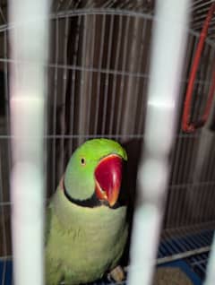 raw green parrot