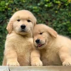 American golden retriever pedigree Microchip