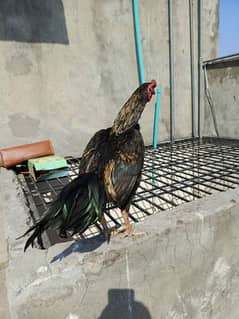 pakoye ASEEL murgha and two Thai ASEEL hens