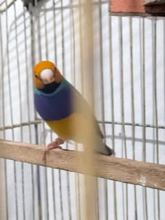 Gouldian Male purple chest green back