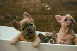 French bulldog puppies for sale