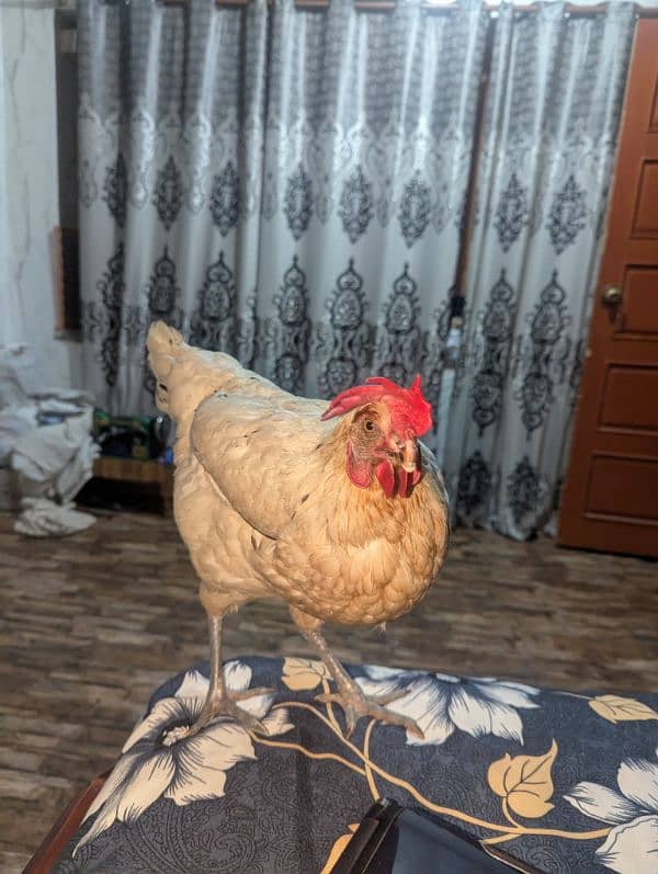 white hen pure desi 0