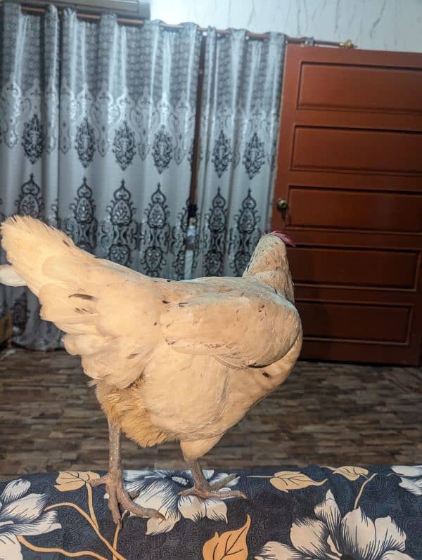 white hen pure desi 1