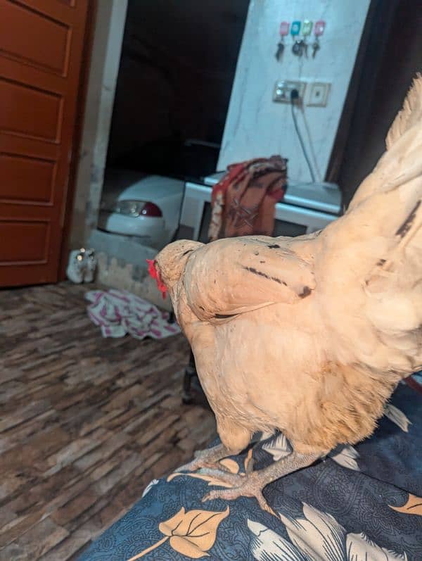 white hen pure desi 2