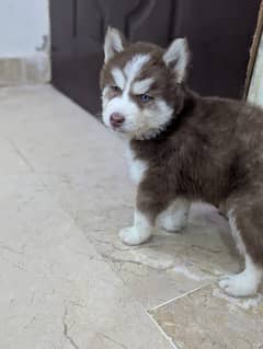 Siberian Husky puppy