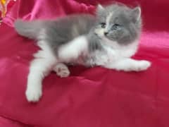 Persian cat for sale male or female my WhatsApp 0323=00=97=122