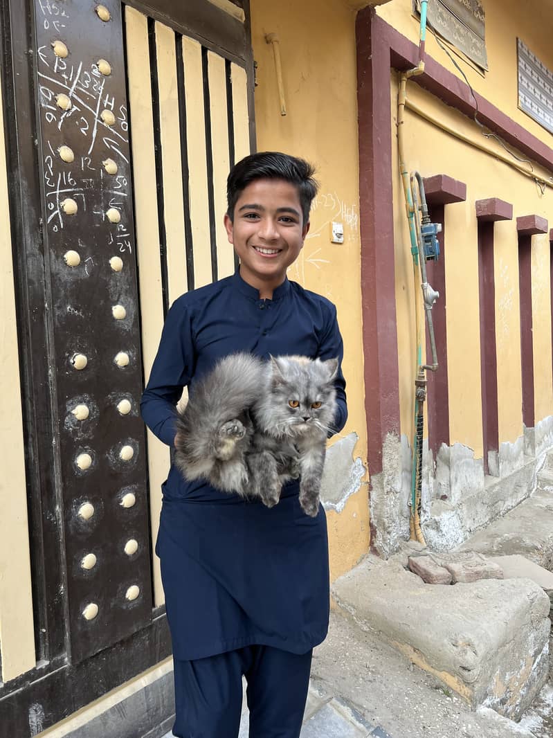 Grey Persian cat 1