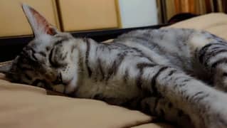 kitten with litter box