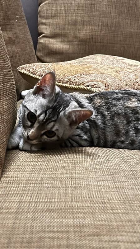 kitten with litter box 1