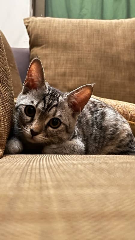 kitten with litter box 2