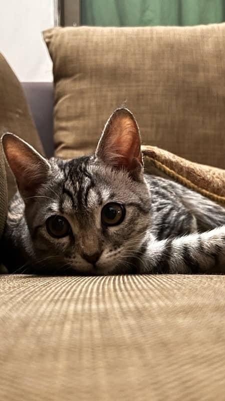 kitten with litter box 3