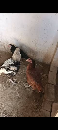 hen for sale baday wajod ki dabal hadi ki madi