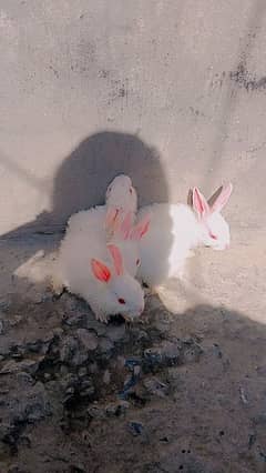 Red Ayes Rabbits 1 month age kay ha jis Bhai nay Lene ha rabta karay