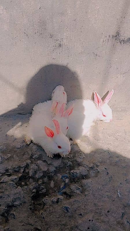 Red Ayes Rabbits 1 month age kay ha jis Bhai nay Lene ha rabta karay 0