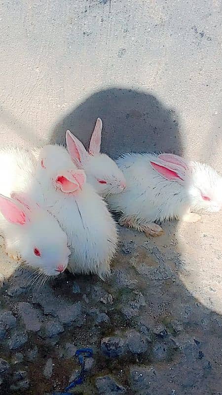 Red Ayes Rabbits 1 month age kay ha jis Bhai nay Lene ha rabta karay 1