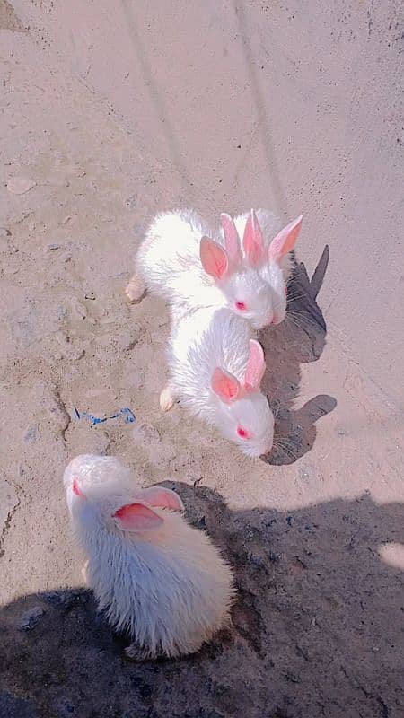 Red Ayes Rabbits 1 month age kay ha jis Bhai nay Lene ha rabta karay 3