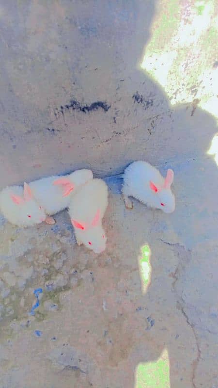 Red Ayes Rabbits 1 month age kay ha jis Bhai nay Lene ha rabta karay 4