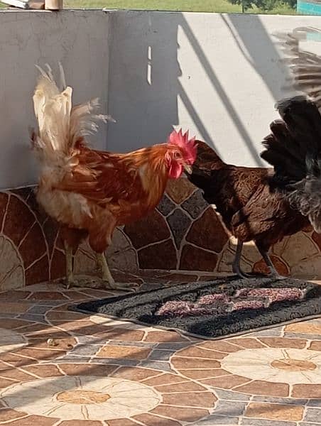 Ghr k paly hoy 2 murgy r 2 murgian available for sale 1