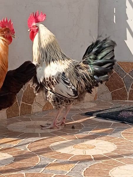 Ghr k paly hoy 2 murgy r 2 murgian available for sale 2