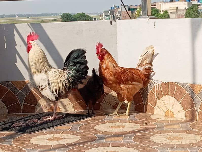 Ghr k paly hoy 2 murgy r 2 murgian available for sale 3