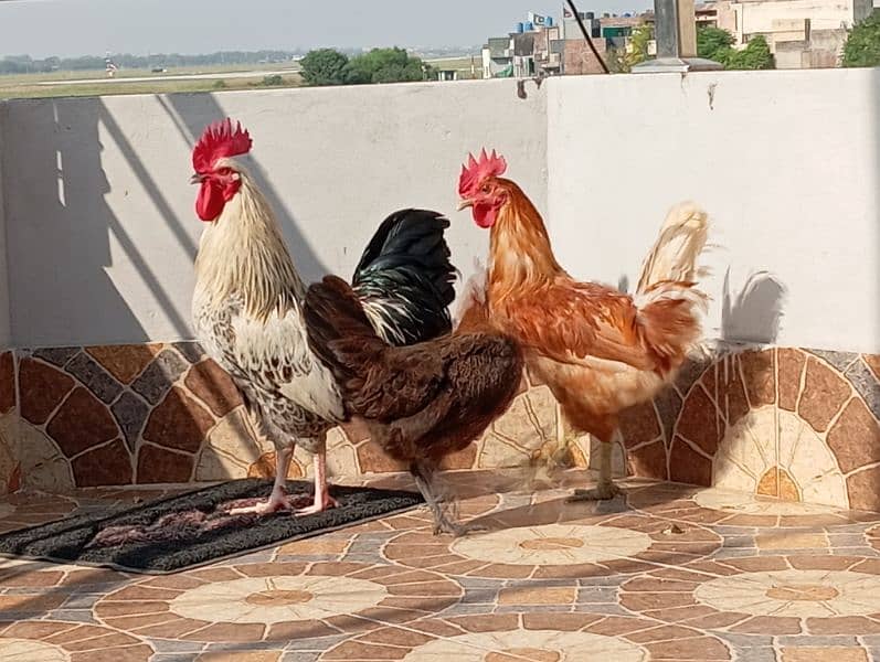 Ghr k paly hoy 2 murgy r 2 murgian available for sale 4