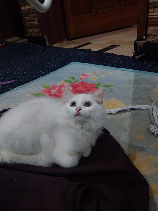 blue eyes cat for sale 3