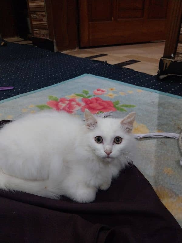 blue eyes cat for sale 5