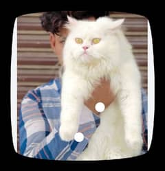 Beautiful Persian cat 03194608066