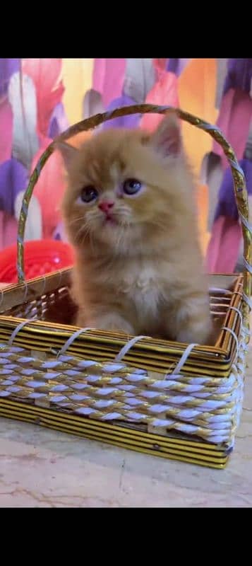 Persian cat for sale male or female my WhatsApp 0323=19=41=719 1