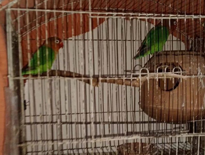 Love Birds For Sale 3