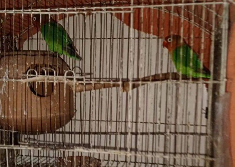 Love Birds For Sale 4