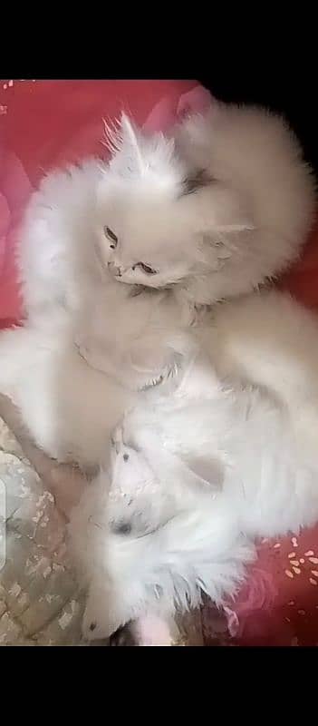 Male and female Persian kittens 1