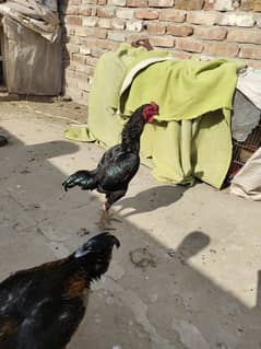 ko Shamu zero size ko Shamu quality bird beautiful full health. Rs. 9000