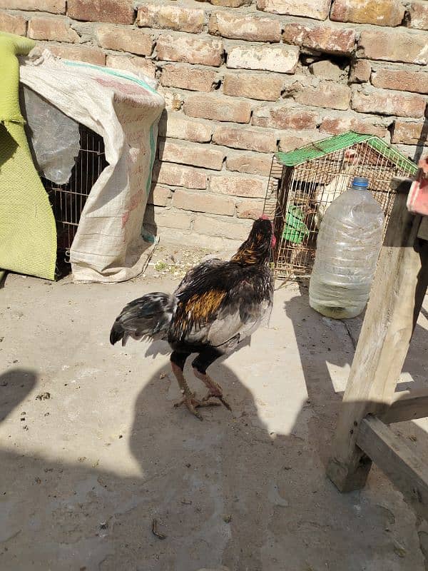 ko Shamu zero size ko Shamu quality bird beautiful full health. Rs. 9000 2