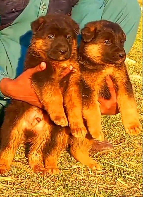 German Shepherd Pair  / German Shepherd Double Coat Puppies For sale 0