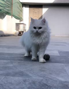 Persian triple coated