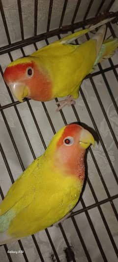 common Latino and Latino male and blue pastel female breeder with eggs