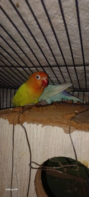 common Latino and Latino male and blue pastel female breeder with eggs 5