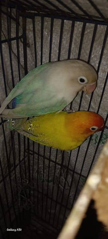 common Latino and Latino male and blue pastel female breeder with eggs 7