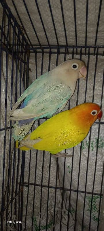 common Latino and Latino male and blue pastel female breeder with eggs 8