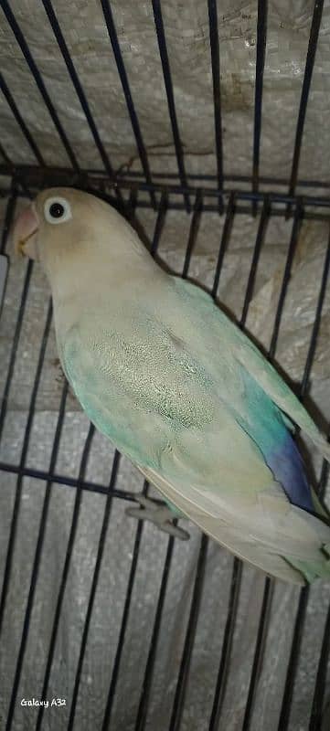 common Latino and Latino male and blue pastel female breeder with eggs 9