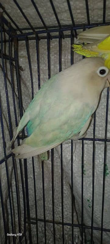 common Latino and Latino male and blue pastel female breeder with eggs 10