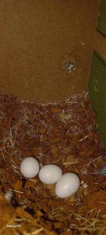 common Latino and Latino male and blue pastel female breeder with eggs 12