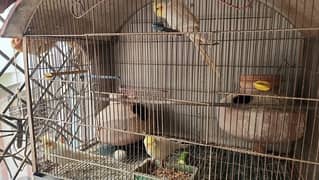 parrots available with cage