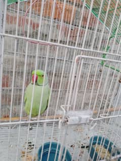 Cage and Parrot For sale