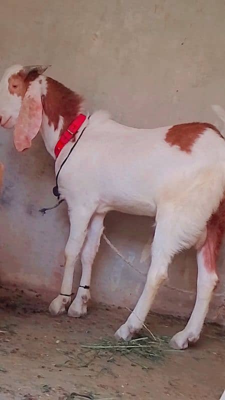 Bakra 2025 k lie wtsb nmbr 03102639551 0